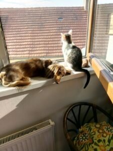 Cat and dog resting together by a window